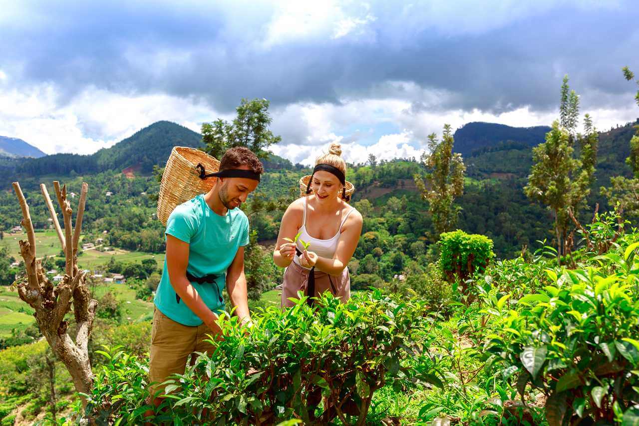 Tea Factory Tour