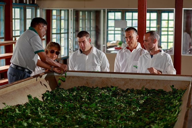 Tea Factory Tour photo 1