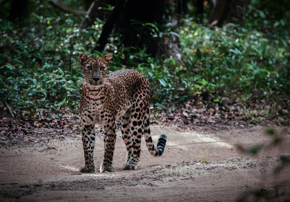 Heritage, Wildlife & Coast Explorer photo 1